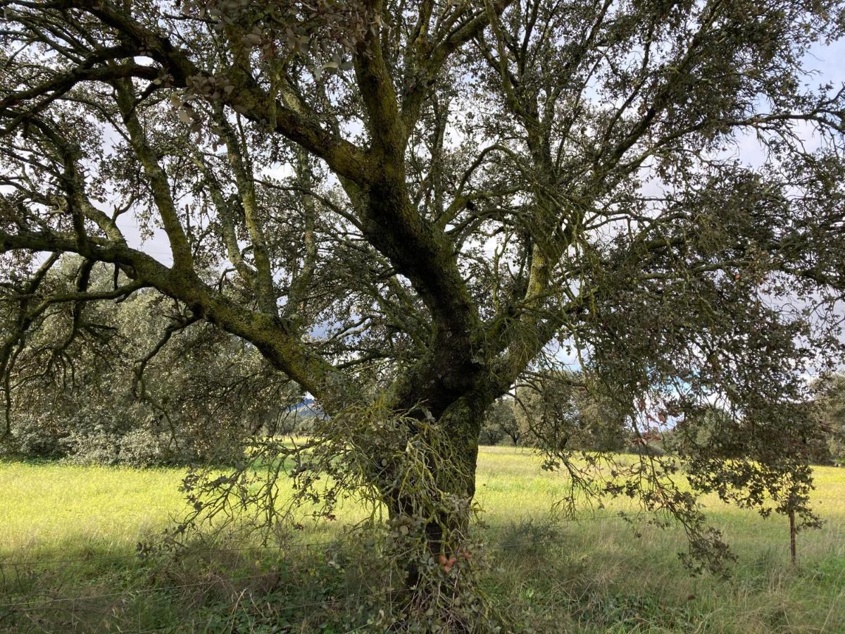 Casa Rural La Coscoja Mérida Dış mekan fotoğraf