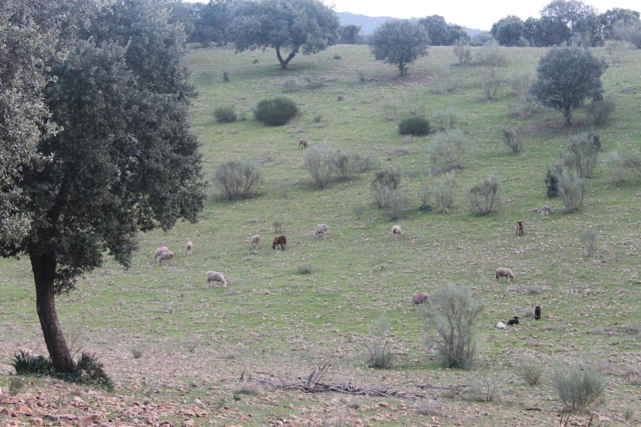 Casa Rural La Coscoja Mérida Dış mekan fotoğraf